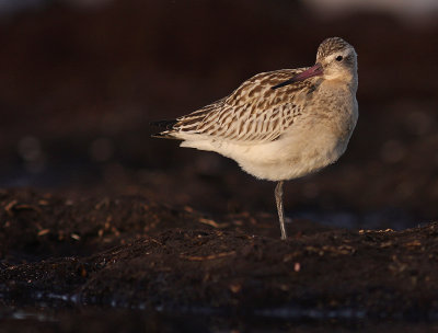 Myrspov [Bar-tailed Godwit] (IMG_3854)