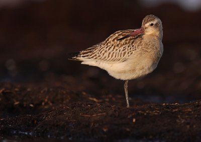 Myrspov [Bar-tailed Godwit] (IMG_3856)
