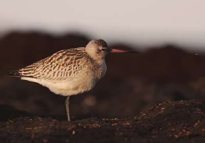 Myrspov [Bar-tailed Godwit] (IMG_3900)