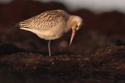 Myrspov [Bar-tailed Godwit] (IMG_3910)