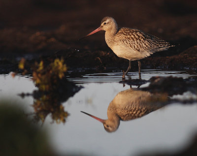 Myrspov [Bar-tailed Godwit] (IMG_3931)