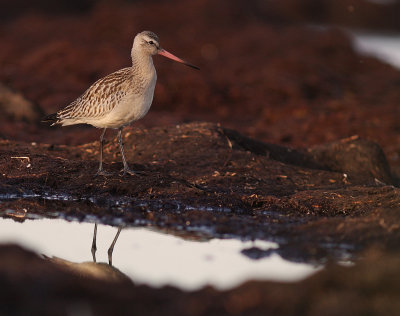 Myrspov [Bar-tailed Godwit] (IMG_3966)