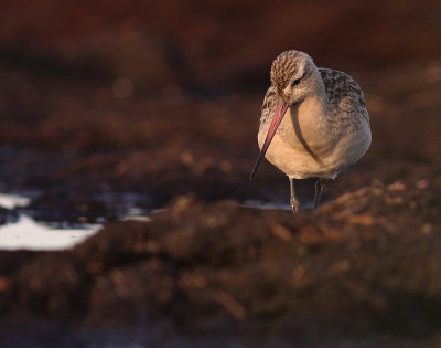 Myrspov [Bar-tailed Godwit] (IMG_3972)