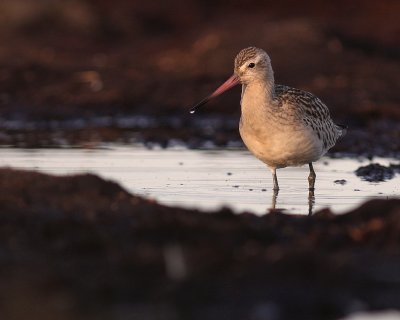 Myrspov [Bar-tailed Godwit] (IMG_3974)