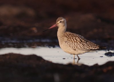 Myrspov [Bar-tailed Godwit] (IMG_3977)