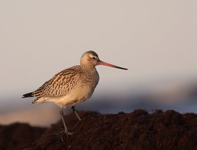 Myrspov [Bar-tailed Godwit] (IMG_4019)