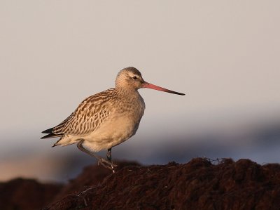 Myrspov [Bar-tailed Godwit] (IMG_4020)