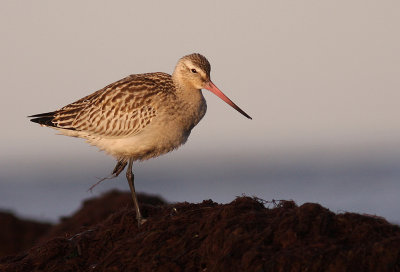 Myrspov [Bar-tailed Godwit] (IMG_4037)