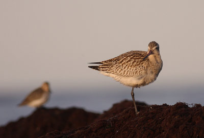 Myrspov [Bar-tailed Godwit] (IMG_4039)