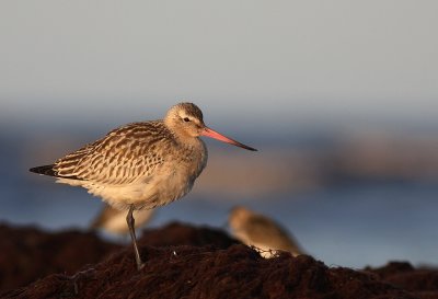 Myrspov [Bar-tailed Godwit] (IMG_4078)