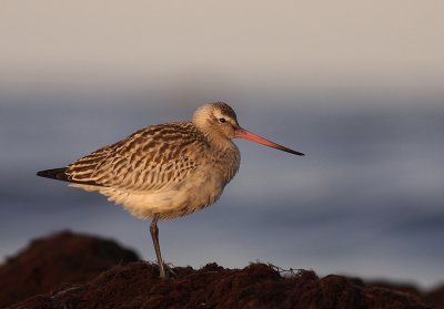Myrspov [Bar-tailed Godwit] (IMG_4087)