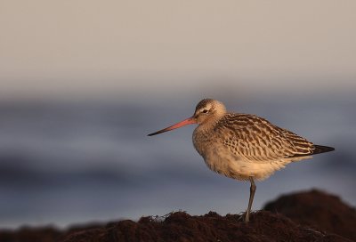 Myrspov [Bar-tailed Godwit] (IMG_4088)