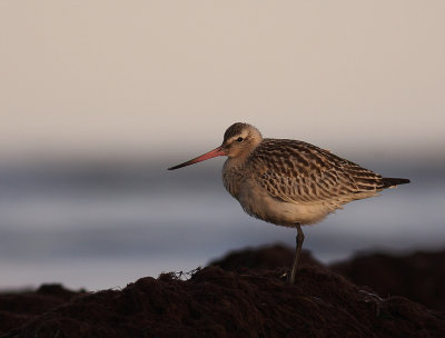 Myrspov [Bar-tailed Godwit] (IMG_4107)