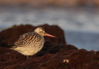 Myrspov [Bar-tailed Godwit] (IMG_4120)
