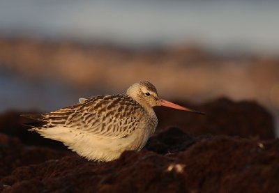 Myrspov [Bar-tailed Godwit] (IMG_4133)