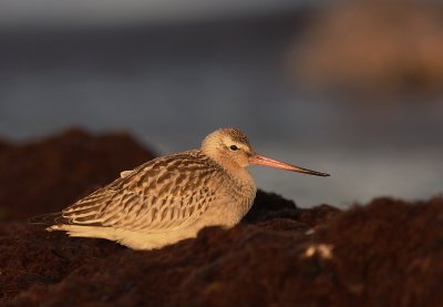 Myrspov [Bar-tailed Godwit] (IMG_4159)