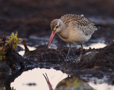 Myrspov [Bar-tailed Godwit] (IMG_4213)