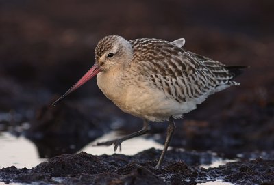 Myrspov [Bar-tailed Godwit] (IMG_4271)