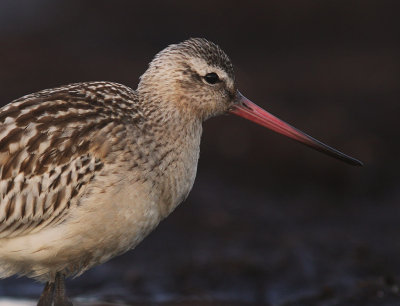 Myrspov [Bar-tailed Godwit] (IMG_4342)