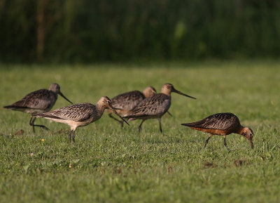 Myrspov [Bar-tailed Godwit] (IMG_6090)
