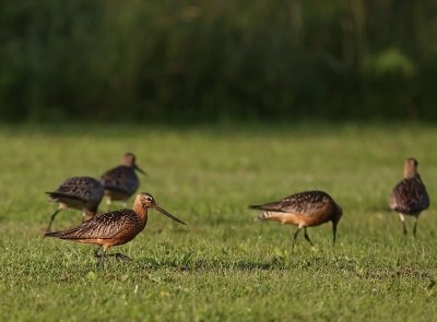 Myrspov [Bar-tailed Godwit] (IMG_6092)