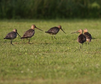 Myrspov [Bar-tailed Godwit] (IMG_6096)