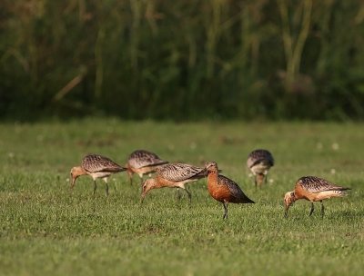 Myrspov [Bar-tailed Godwit] (IMG_6138)