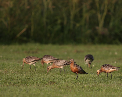 Myrspov [Bar-tailed Godwit] (IMG_6139)