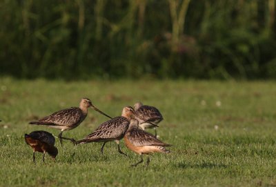 Myrspov [Bar-tailed Godwit] (IMG_6141)