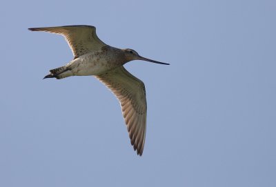 Myrspov [Bar-tailed Godwit] (IMG_6272)