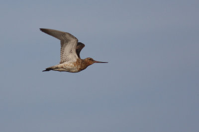 Myrspov [Bar-tailed Godwit] (IMG_6381)