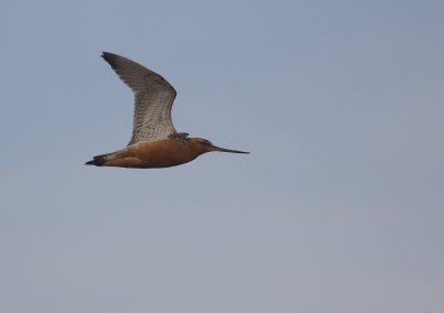 Myrspov [Bar-tailed Godwit] (IMG_6398)