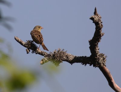 Ortolansparv [Ortolan Bunting] (IMG_0091)