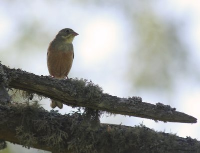 Ortolansparv [Ortolan Bunting] (IMG_0183)