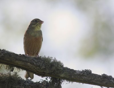 Ortolansparv [Ortolan Bunting] (IMG_0188)