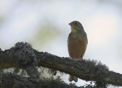 Ortolansparv [Ortolan Bunting] (IMG_0193)