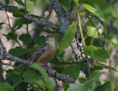 Ortolansparv [Ortolan Bunting] (IMG_0312)