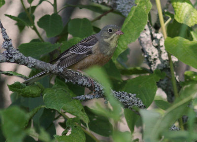 Ortolansparv [Ortolan Bunting] (IMG_0315)