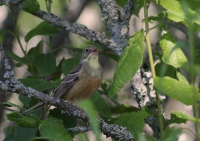 Ortolansparv [Ortolan Bunting] (IMG_0319)