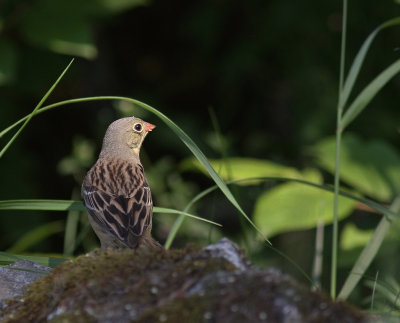 Ortolansparv [Ortolan Bunting] (IMG_0336)
