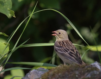 Ortolansparv [Ortolan Bunting] (IMG_0339)