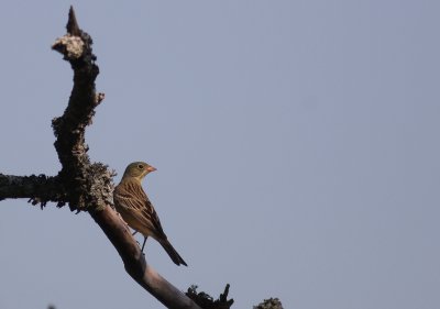 Ortolansparv [Ortolan Bunting] (IMG_0349)