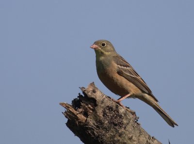 Ortolansparv [Ortolan Bunting] (IMG_0375)
