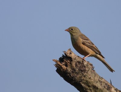 Ortolansparv [Ortolan Bunting] (IMG_0380)