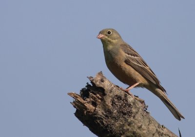 Ortolansparv [Ortolan Bunting] (IMG_0389)