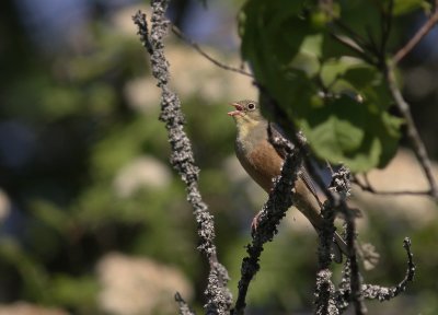 Ortolansparv [Ortolan Bunting] (IMG_0401)
