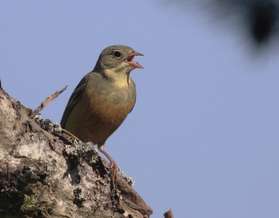 Ortolansparv [Ortolan Bunting] (IMG_0416)