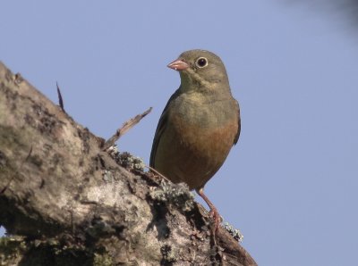 Ortolansparv [Ortolan Bunting] (IMG_0420)
