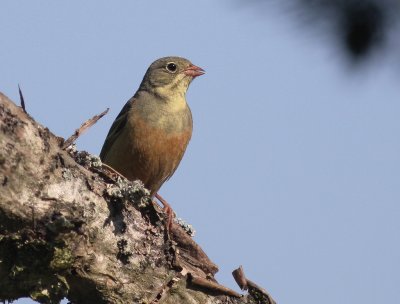 Ortolansparv [Ortolan Bunting] (IMG_0424)