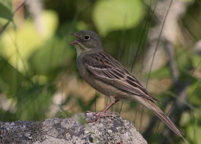 Ortolansparv [Ortolan Bunting] (IMG_0426)